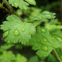 goosberry leaf