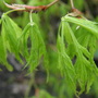 acer