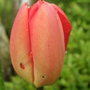 tulip