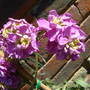 Can you tell me the name of this?