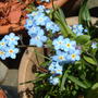 Forget me not