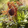 'Queen of the NIght' Tulip & Peony  04.08