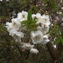 Double Ornamental Cherry Blossom 04.08 (Samantha's Tree) (Prunus 'Shirotae'  (Shenstone))