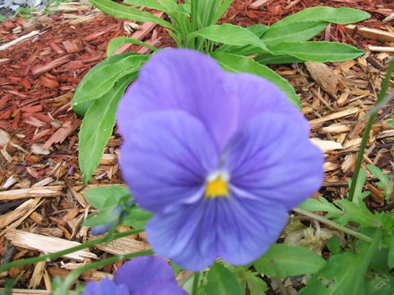 pansy