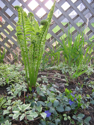 Ferns unfurling...beautiful blue periwinkle(vinca minor)