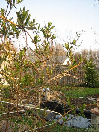 Dropmore Scarlet Honeysuckle leafing out!