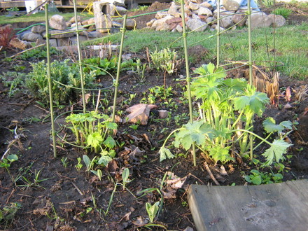 Amid the chaos...delphs and echinops emerging