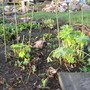 Amid the chaos...delphs and echinops emerging