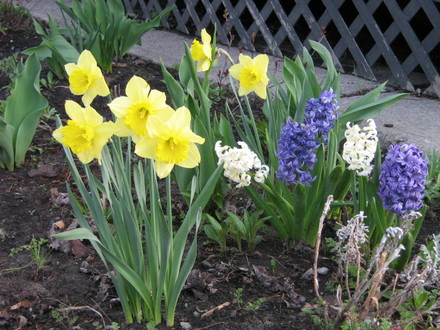 Some bulbs the mice didn't get!