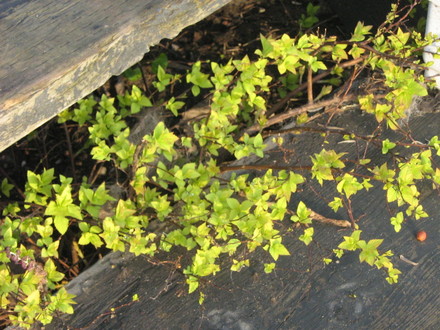 a pretty little spirea that decided to hide under the step!