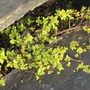 a pretty little spirea that decided to hide under the step!