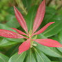 flame of the forest (pieris)