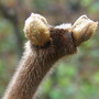 rhus about to come into leaf (Rhus typhina (Stag's horn sumach))