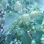 Tomatillos (LYCOPERSICON)