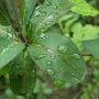honeysuckle