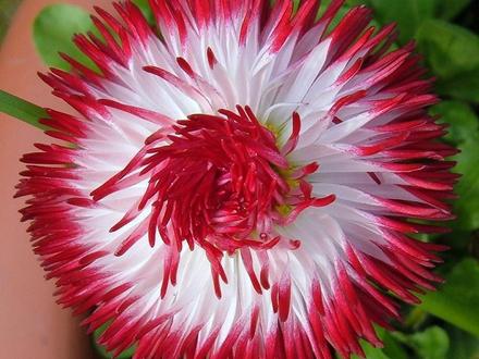 Bellis ( Blushing Bride )
