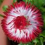 Bellis_blushing_bride