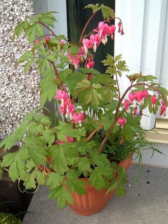 Bleeding Heart 