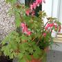Bleeding_heart