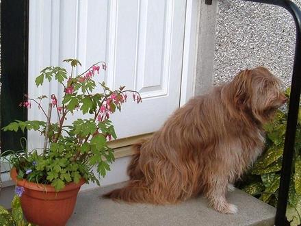 My Little Helper 