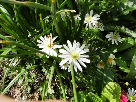 Anemone blanda (Anemone Blanda White)