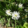 Anemone blanda (Anemone Blanda White)