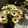 Osteospermum (Osteospermum)