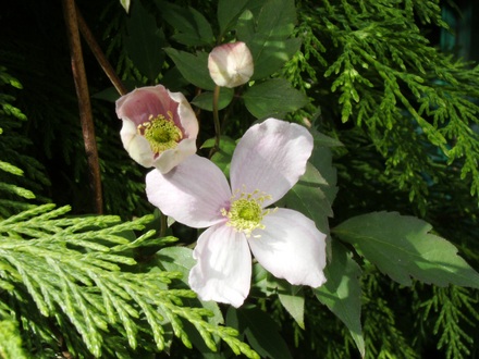 Clematis (Clematis montana (Clematis))