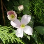 Clematis (Clematis montana (Clematis))