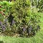 ajuga (Ajuga reptans 'Atropurpurea)