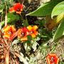 Tulip Red Riding Hood (Tulipa Red Riding Hood)