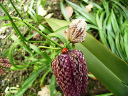 Lily Beetle Pest