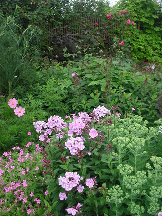Lavender phlox (Phlox paniculata)