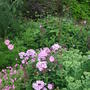 Phlox paniculata