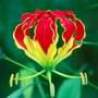 Glory Lily (Gloriosa superba (Buch Nak Hindi))