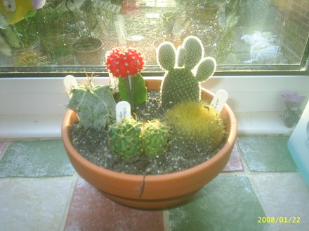 PIC_0005.jpg