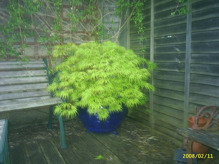 A garden flower photo