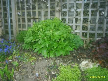 A garden flower photo
