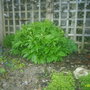 A garden flower photo
