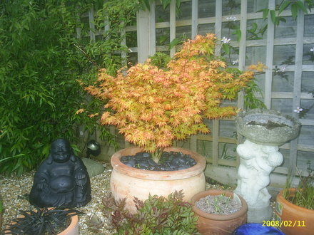 A garden flower photo