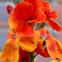 A garden flower photo