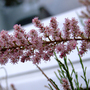 A garden flower photo