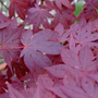 Garden_007