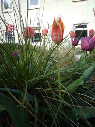Tulipa 'Sweet Lady' (Tulipa)