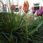Tulipa 'Sweet Lady' (Tulipa)