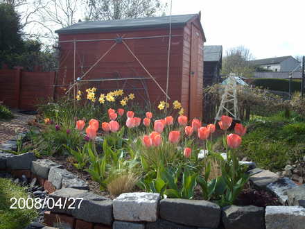 Sweet Lady (Tulipa)