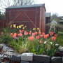 Sweet Lady (Tulipa)