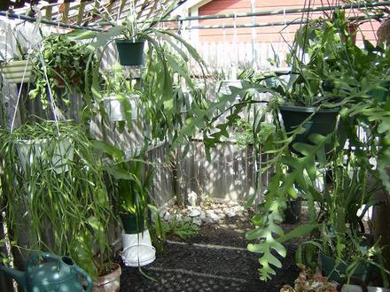Orchid cactus ( epiephyllum ) in the shade house