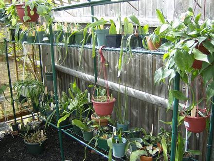 Orchid cactus ( epiephyllum ) in the shade house