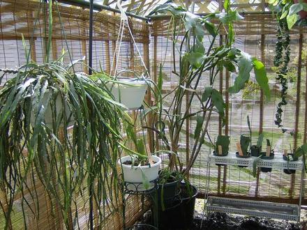 Orchid cactus ( epiephyllum ) in the shade house